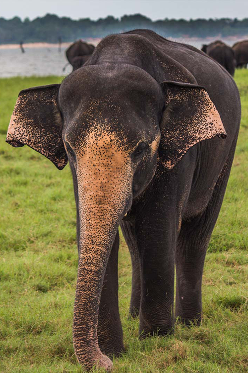 Kandula Elephant