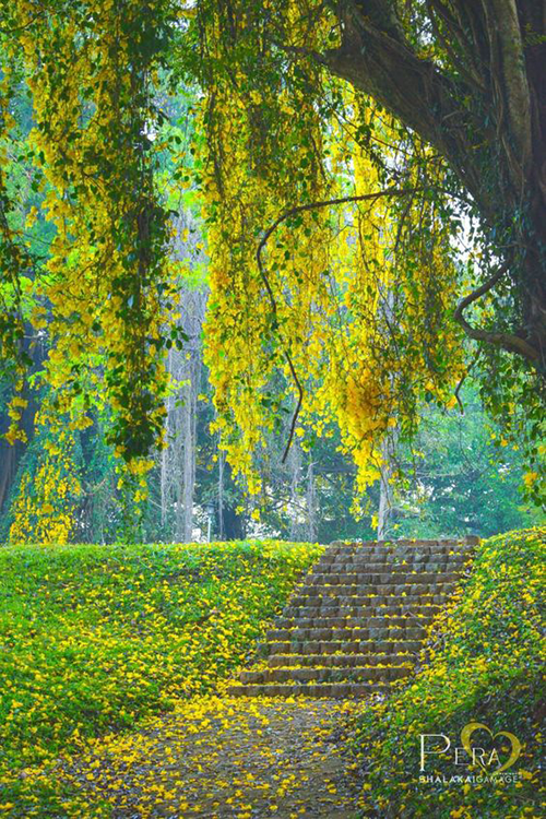 Peradeniya Botanical Gardens