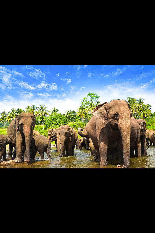 Pinnawala Elephant Orphanage