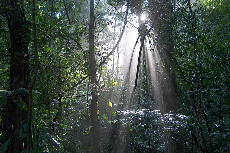Dunumadalawa Forest