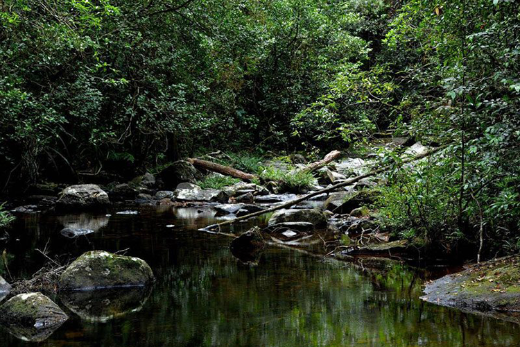 Dunumadalawa Forest Reserve