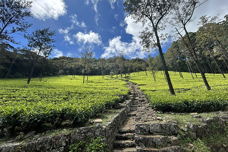 Pekoe Trail