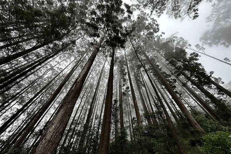 Pekoe Trail