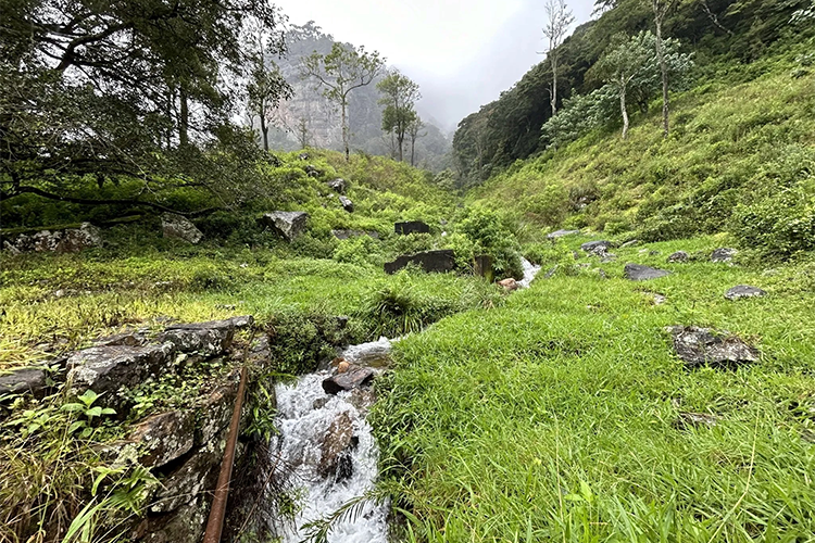 Pekoe Trail