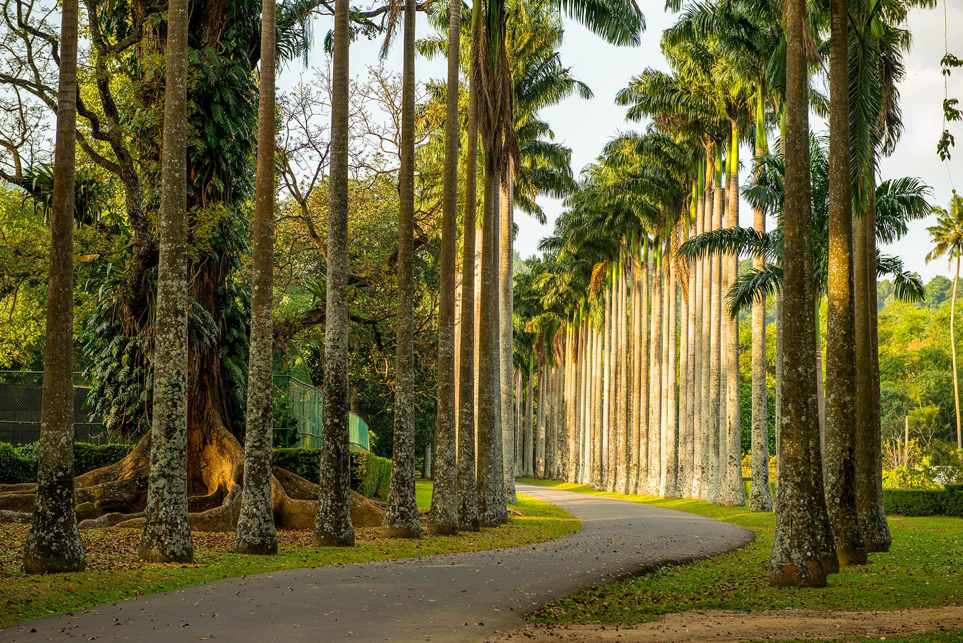 Peradeniya Botanical Gardens